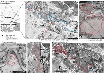 Can artificial ecological corridors be used for ecological restoration of cultivated land in Chinese Mollisols?